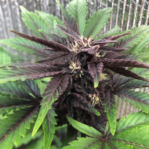 Pink kush CBD auto 🌸💞🌷🐷👙🦩 growlog timeline photo