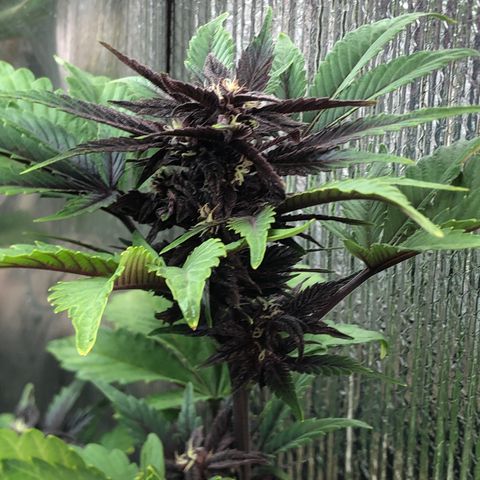 Pink kush CBD auto 🌸💞🌷🐷👙🦩 growlog timeline photo