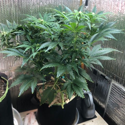 Bruce Banner auto 💪💚🌳👒🦚 growlog timeline photo