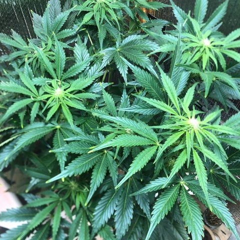 Bruce Banner auto 💪💚🌳👒🦚 growlog timeline photo