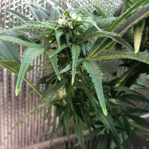 Bruce Banner auto 💪💚🌳👒🦚 growlog timeline photo
