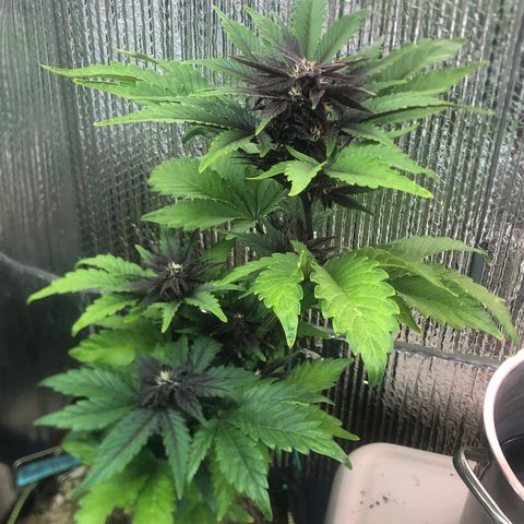 Pink kush CBD auto 🌸💞🌷🐷👙🦩 growlog timeline photo