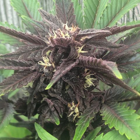 Pink kush CBD auto 🌸💞🌷🐷👙🦩 growlog timeline photo