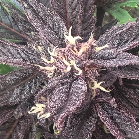 Pink kush CBD auto 🌸💞🌷🐷👙🦩 growlog timeline photo