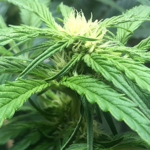 Bruce Banner auto 💪💚🌳👒🦚 growlog timeline photo