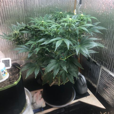 Bruce Banner auto 💪💚🌳👒🦚 growlog timeline photo