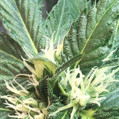 Bruce Banner auto 💪💚🌳👒🦚 growlog timeline photo