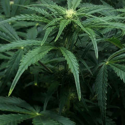 Bruce Banner auto 💪💚🌳👒🦚 growlog timeline photo
