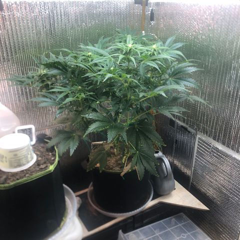 Bruce Banner auto 💪💚🌳👒🦚 growlog timeline photo