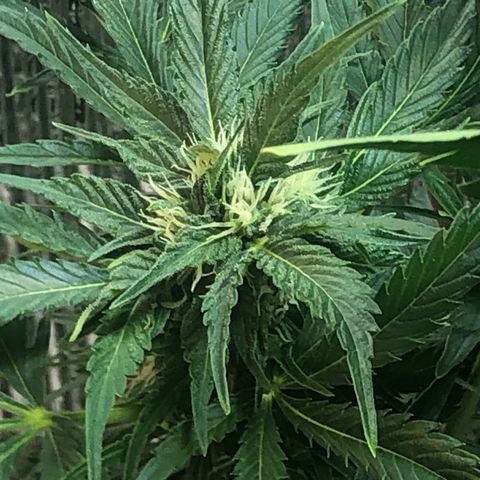 Bruce Banner auto 💪💚🌳👒🦚 growlog timeline photo