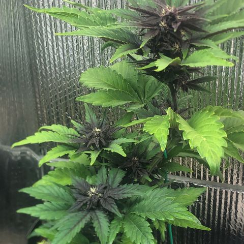 Pink kush CBD auto 🌸💞🌷🐷👙🦩 growlog timeline photo