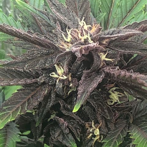 Pink kush CBD auto 🌸💞🌷🐷👙🦩 growlog timeline photo