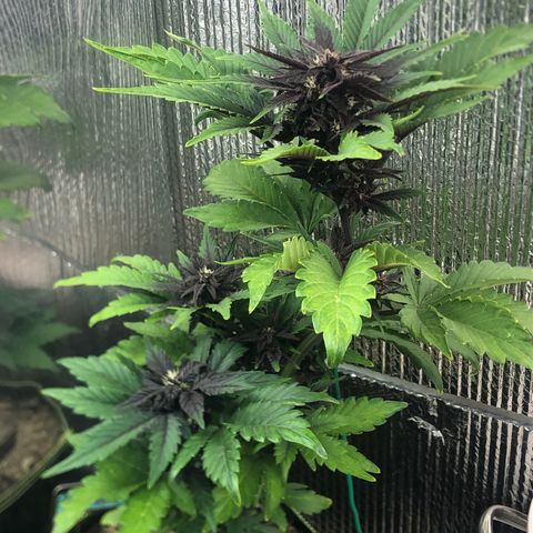Pink kush CBD auto 🌸💞🌷🐷👙🦩 growlog timeline photo