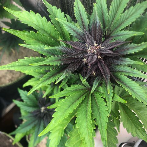 Pink kush CBD auto 🌸💞🌷🐷👙🦩 growlog timeline photo