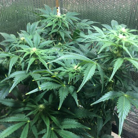 Bruce Banner auto 💪💚🌳👒🦚 growlog timeline photo