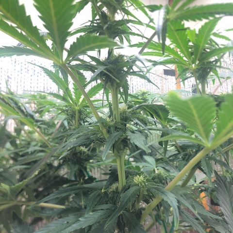 Bruce Banner auto 💪💚🌳👒🦚 growlog timeline photo