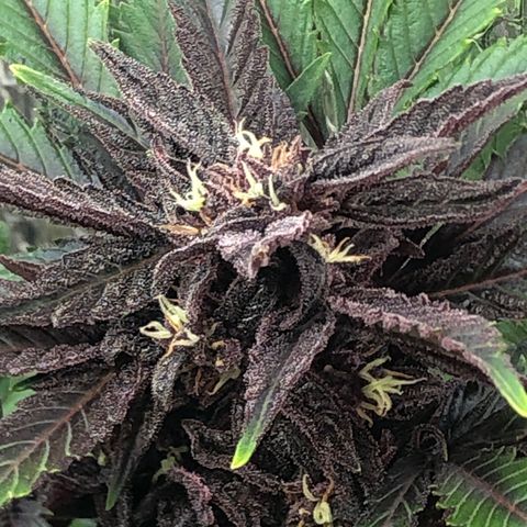 Pink kush CBD auto 🌸💞🌷🐷👙🦩 growlog timeline photo