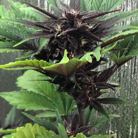 Pink kush CBD auto 🌸💞🌷🐷👙🦩 growlog timeline photo