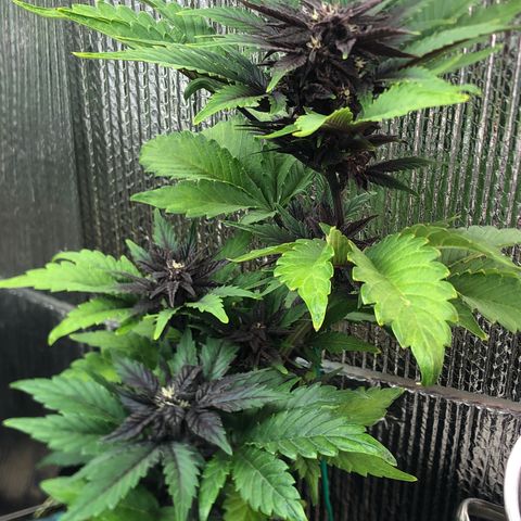 Pink kush CBD auto 🌸💞🌷🐷👙🦩 growlog timeline photo