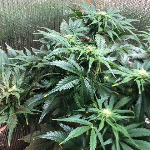 Bruce Banner auto 💪💚🌳👒🦚 growlog timeline photo