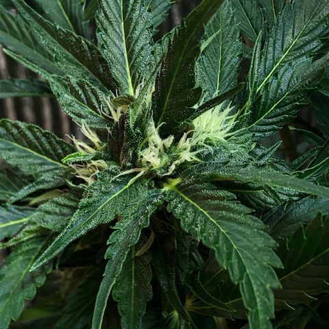 Bruce Banner auto 💪💚🌳👒🦚 growlog timeline photo