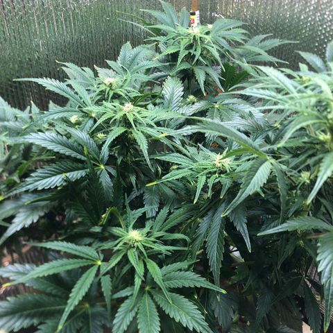 Bruce Banner auto 💪💚🌳👒🦚 growlog timeline photo