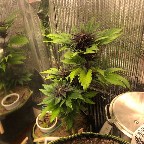 Pink kush CBD auto 🌸💞🌷🐷👙🦩 growlog timeline photo
