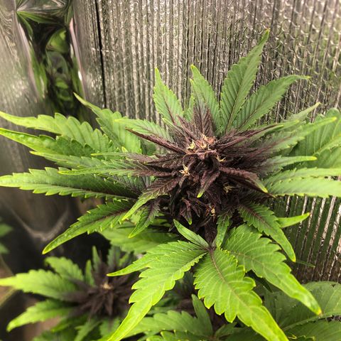 Pink kush CBD auto 🌸💞🌷🐷👙🦩 growlog timeline photo