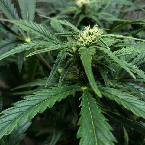 Bruce Banner auto 💪💚🌳👒🦚 growlog timeline photo