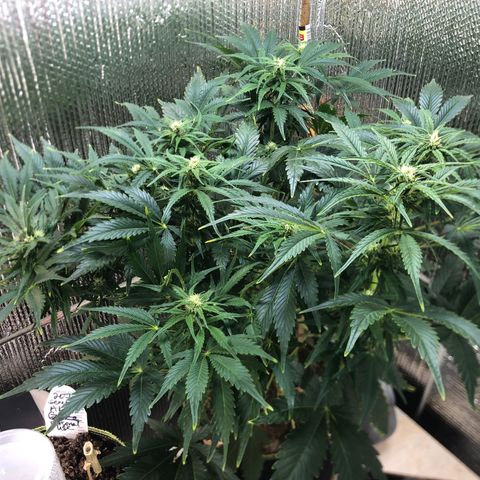Bruce Banner auto 💪💚🌳👒🦚 growlog timeline photo