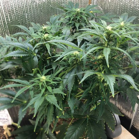 Bruce Banner auto 💪💚🌳👒🦚 growlog timeline photo