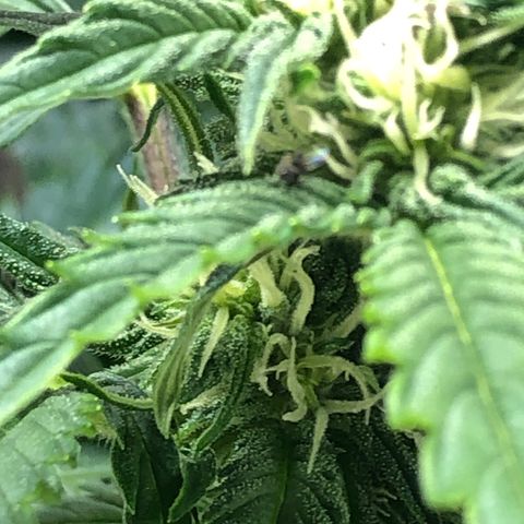 Bruce Banner auto 💪💚🌳👒🦚 growlog timeline photo