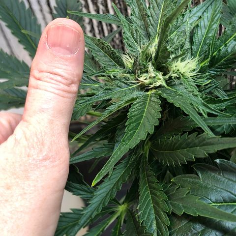 Bruce Banner auto 💪💚🌳👒🦚 growlog timeline photo
