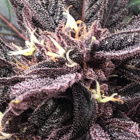 Pink kush CBD auto 🌸💞🌷🐷👙🦩 growlog timeline photo