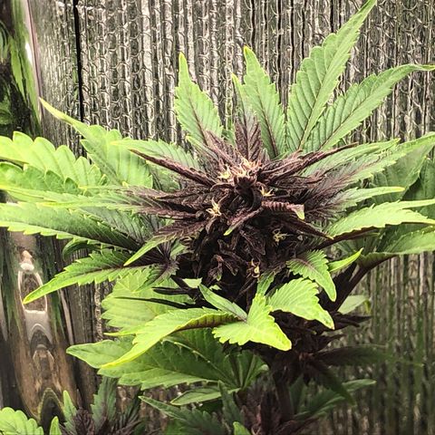 Pink kush CBD auto 🌸💞🌷🐷👙🦩 growlog timeline photo