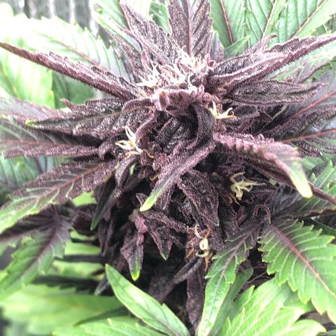 Pink kush CBD auto 🌸💞🌷🐷👙🦩 growlog timeline photo