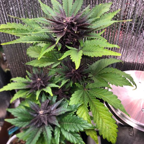 Pink kush CBD auto 🌸💞🌷🐷👙🦩 growlog timeline photo