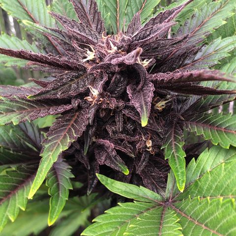 Pink kush CBD auto 🌸💞🌷🐷👙🦩 growlog timeline photo