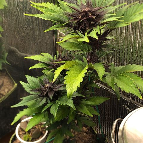 Pink kush CBD auto 🌸💞🌷🐷👙🦩 growlog timeline photo