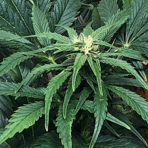 Bruce Banner auto 💪💚🌳👒🦚 growlog timeline photo