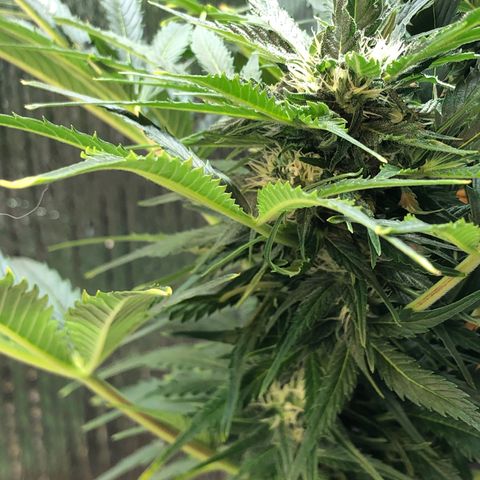 Bruce Banner auto 💪💚🌳👒🦚 growlog timeline photo
