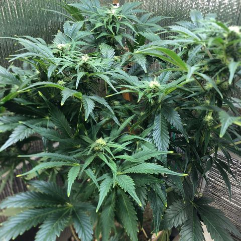Bruce Banner auto 💪💚🌳👒🦚 growlog timeline photo