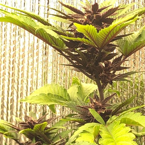 Pink kush CBD auto 🌸💞🌷🐷👙🦩 growlog timeline photo
