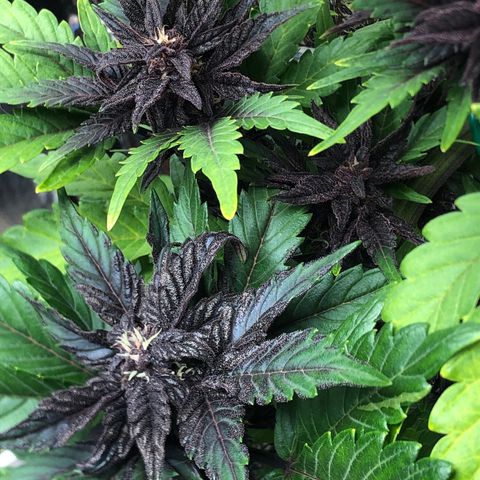 Pink kush CBD auto 🌸💞🌷🐷👙🦩 growlog timeline photo
