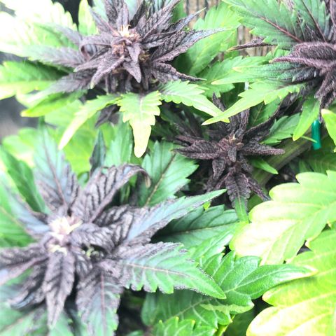 Pink kush CBD auto 🌸💞🌷🐷👙🦩 growlog timeline photo