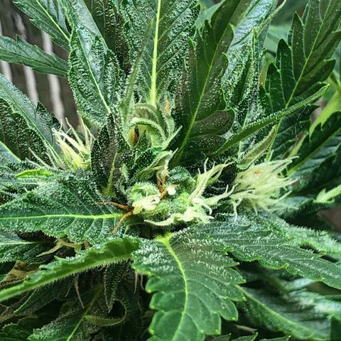 Bruce Banner auto 💪💚🌳👒🦚 growlog timeline photo