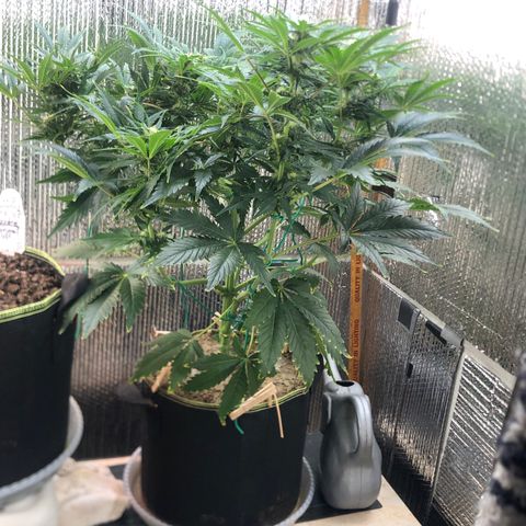 Bruce Banner auto 💪💚🌳👒🦚 growlog timeline photo