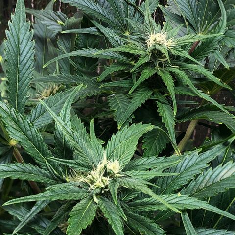 Bruce Banner auto 💪💚🌳👒🦚 growlog timeline photo