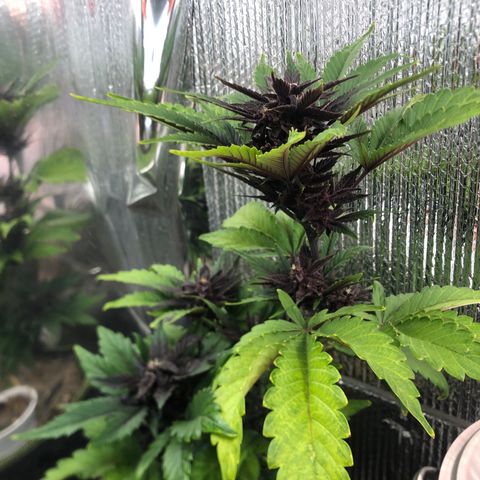 Pink kush CBD auto 🌸💞🌷🐷👙🦩 growlog timeline photo