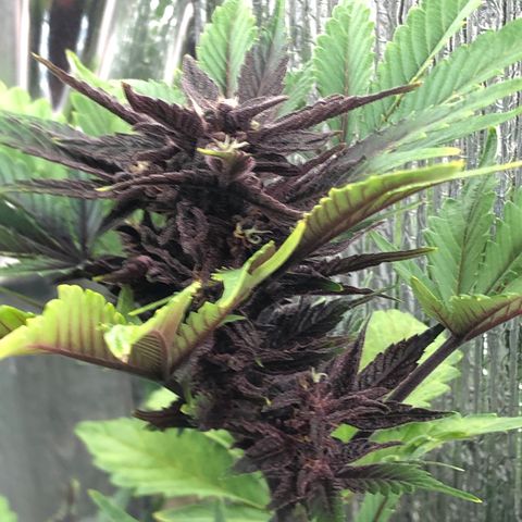 Pink kush CBD auto 🌸💞🌷🐷👙🦩 growlog timeline photo